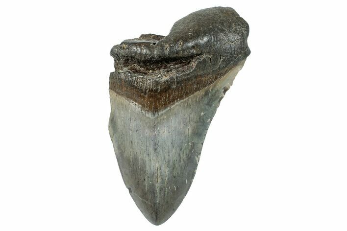 Partial Fossil Megalodon Tooth - South Carolina #277384